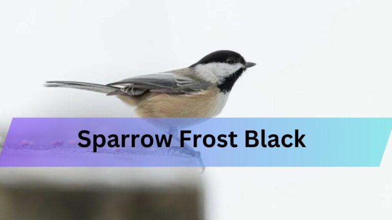 Sparrow Frost Black